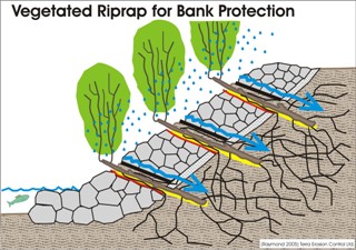 Cross section drawing of vegetated riprap for bank protection