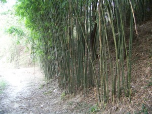 Farmed bamboo stand