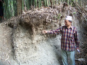 Mr. K B Gurung, showing fibrous bamboo root system 