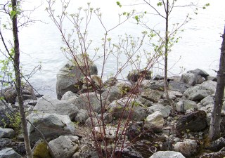 Vegetated rip rap in natural setting, shoreline of Kootenay Lake, British Columbia