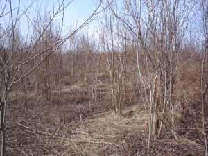 Willow collection area after selective harvest, April 2006 