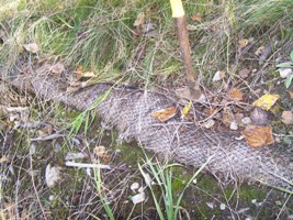 Straw wattles acting as sediment trap and establishing grasses 
