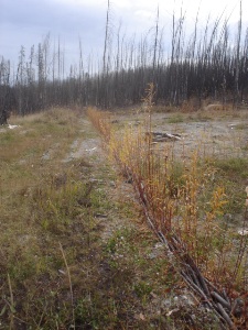 Growth on live pole drain system, October 2005