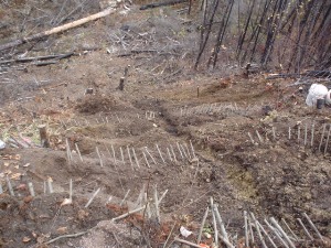 Brush layers installed and trench excavated for central drain 