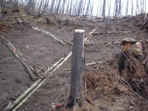 Central drain and lateral drain fascines installed 