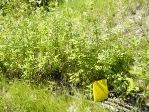 Growth on live pole drain, Summer 2003