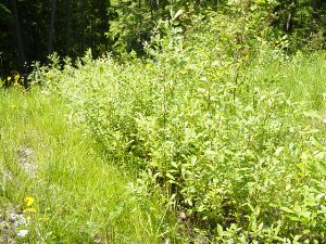 Growth on live pole drain, Summer 2003 