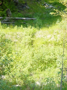 Growth on live pole drain, Summer 2003