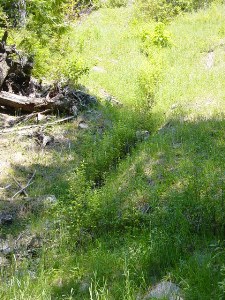 Growth on live pole drain, Summer 2003