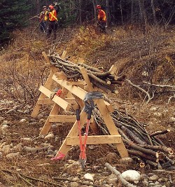 Harvest of live cuttings, Fall 2000 