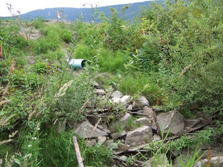 Vegetated riprap growth, August 2008