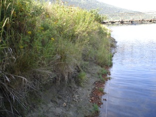 Bank of Cottonwood Creek, 2006