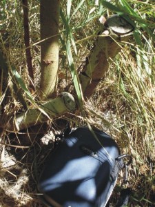 Close-up of growth from cuttings, September 2005 