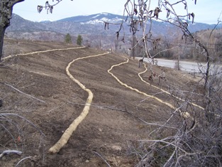 Slope with straw wattles installed, March 2006 