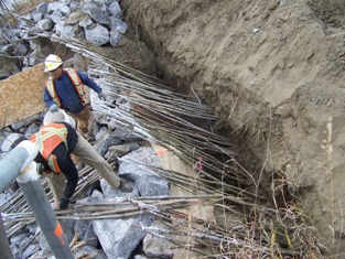 Inserting live cuttings into trench 