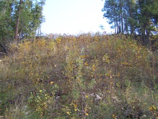 Site in October 2005