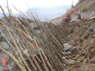 Live cuttings placed in trench