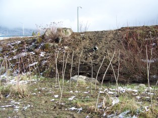 Live stakes on sand bar and vegetated riprap below storm water outfall