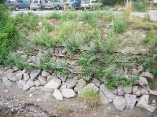 Vegetated riprap growth, August 2008