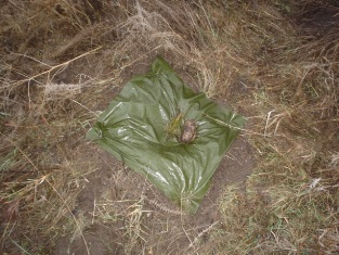 Tree planted with grass mat