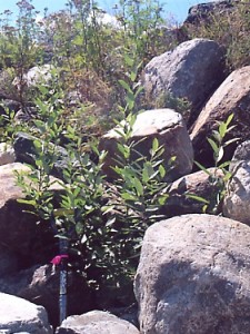 Growth of pockets in riprap September 2005