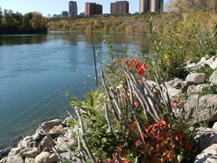 Growth of vegetated riprap