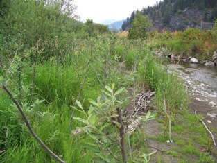 Live stakes growth on sand bar, August 2008