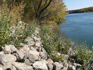 Growth of vegetated riprap