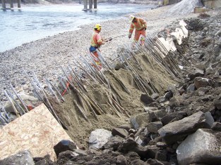 Trench back-filled and sand placed over live cutting on riprap