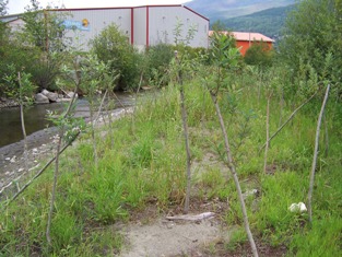 Live stakes growth on sand bar, August 2008