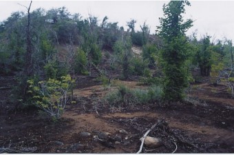 Duncan Hillside before Reclamation, summer 2004