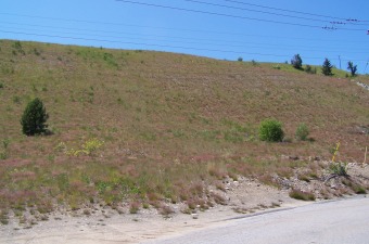 Duncan Hillside, June 2007 