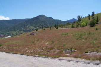 Duncan Hillside, June 2007