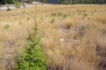 Duncan Hillside, August 2008