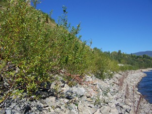 Section 1, summer 2008