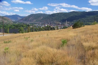 Duncan Hillside, August 2008 