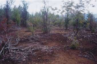 Duncan Hillside before Reclamation, summer 2004 