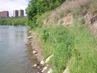 Bank upstream of Outfall 56 before treatment, June 2007 