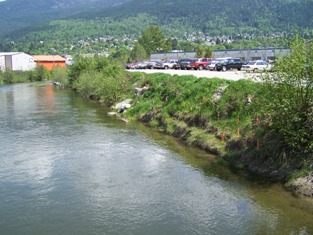 Bank of Cottonwood Creek, spring 2007 (orange ribbons mark seedling locations)