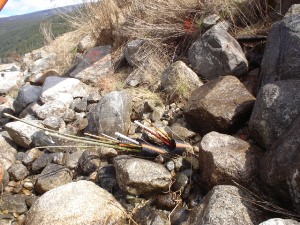 Live cutting pockets in riprap, April 2005 