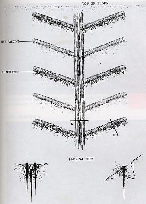 Live pole drain/fascines