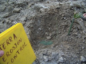 Bamboo propagation 