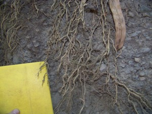 Fibrous bamboo root system 