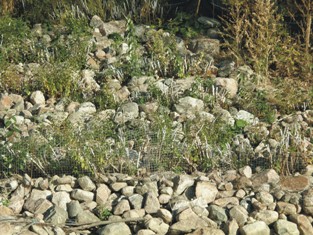 Growth of vegetated riprap