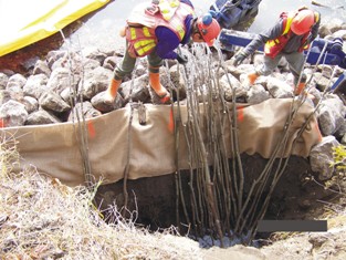 Placing of live cuttings in trench 