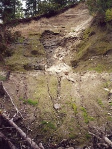 Sheep Creek site before treatment, April 2001 