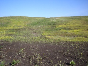 Alpha swale, June 2006