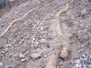 Straw wattles installed to control service erosion