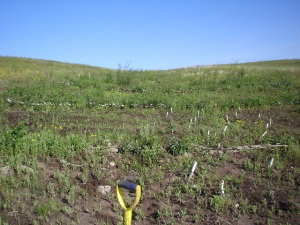 Alpha swale, June 2006 