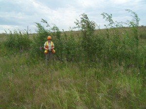 Alpha swale, July 2007